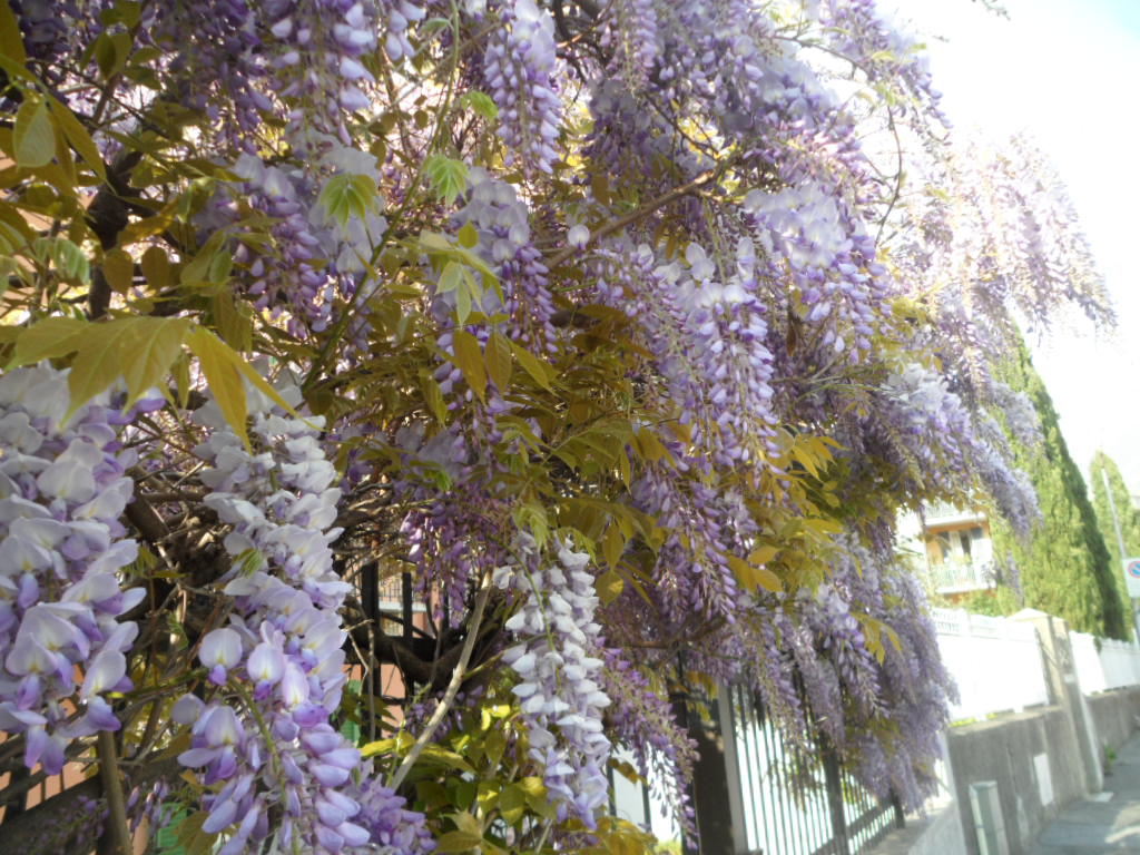 Viaggio in Serie D: Lecco-Caravaggio, saldi di fine stagione