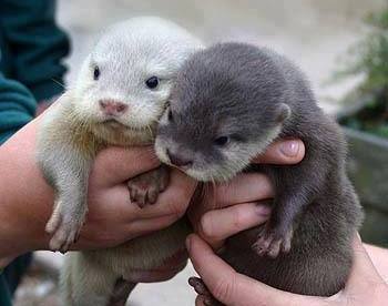 Dalla parte delle nutrie, animaletti gentili che hanno sofferto troppo. Da proteggere