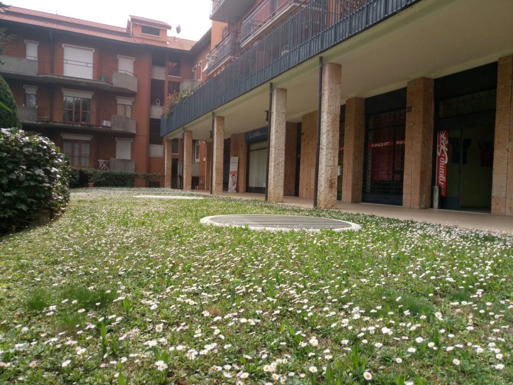 Le margherite cresciute senza pretese fuori dalla redazione: sta tutta qui la felicità