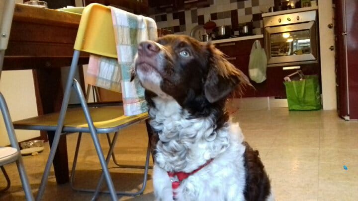 I cani da guardia contro il potere dominante, i tanti  giornalisti che fanno i cani da lecca dei nuovi padroni dell’Italia, il mio cane che si chiama Savier ed è un viaggio straordinario, e poi il paradiso dei cani