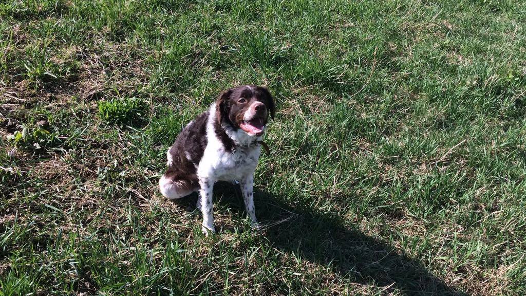 Non solo calcio. Vita da cani, il dramma del sesso negato a Savier, un bastardino