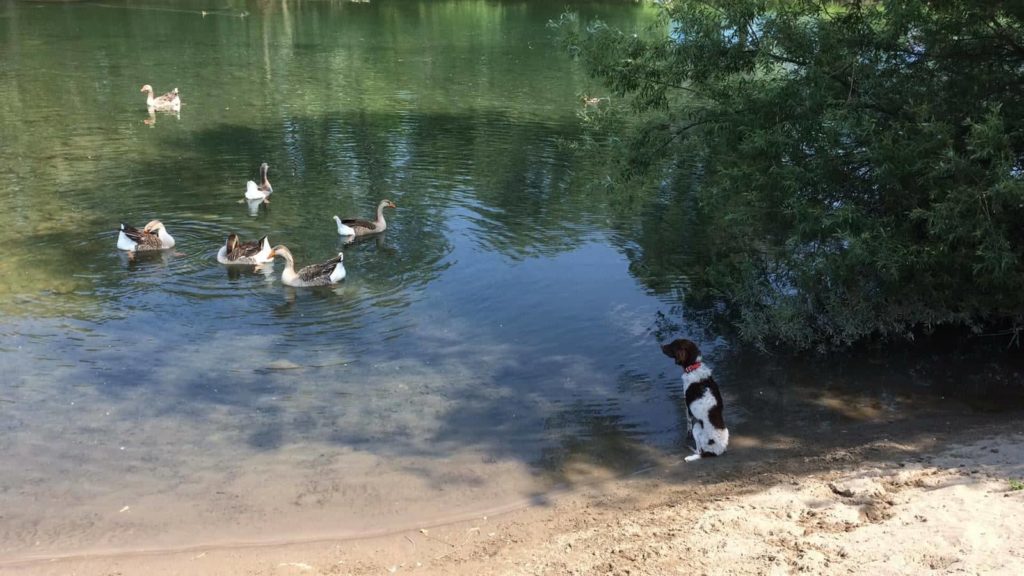 E io che non ci credevo e sono qui disperato perché è morto il mio cane. Ma so che il mio Savier ora è nel paradiso dei cani