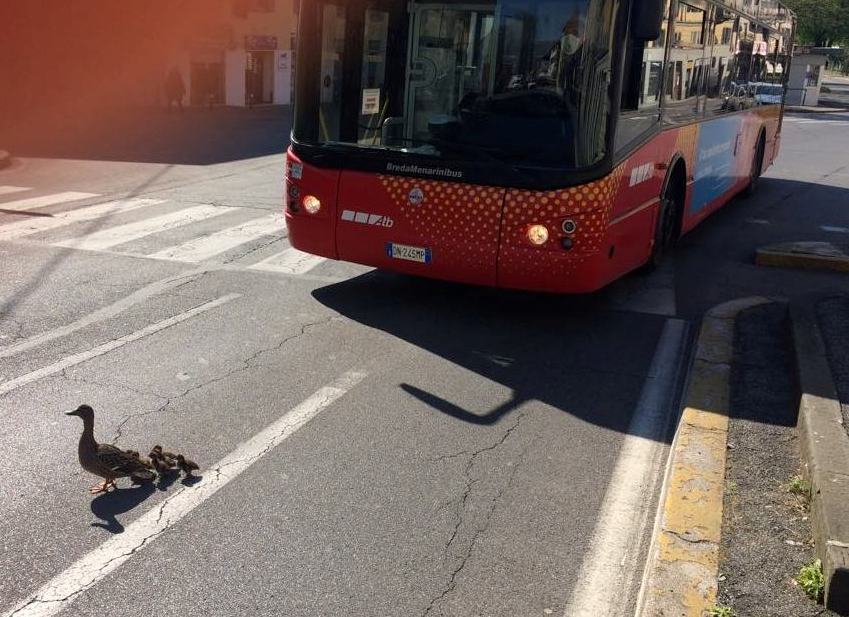 Anatre impavide questa mattina in Piazzale Oberdan. Pullman bloccato tra i sorrisi di me e dell’autista
