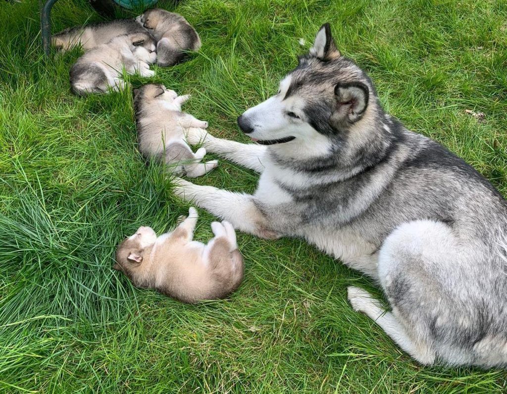 Cuccioli in vendita per aiutare il Papa Giovanni. Il grazie ai nostri lettori