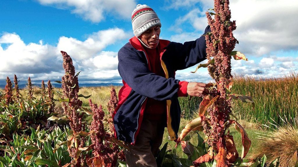 Il blog della Vane. Il disastro che fa il politicamente corretto (anche nel cibo). Il caso della Quinoa