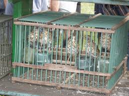 Il blog della Vane. L’atrocità verso gli uccelli chiamati “richiami vivi”