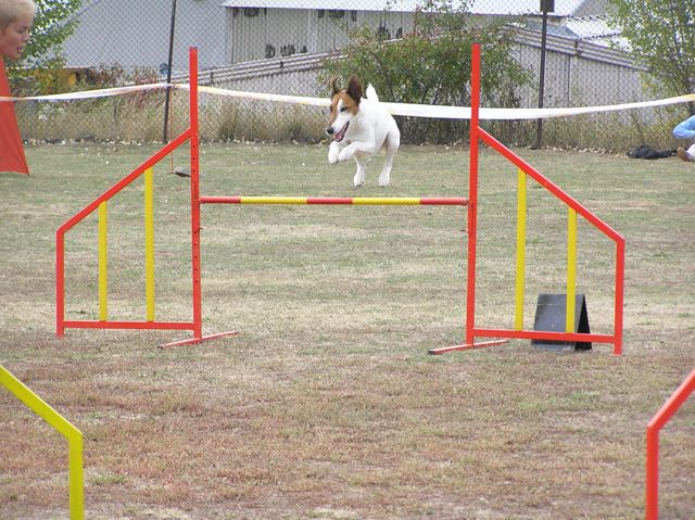 PROFESSIONE CANE – Agility dog, divertimento di coppia!