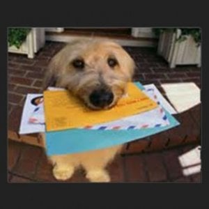 Storie di sesso estremo tra cani nell’ufficio postale di viale Giulio Cesare