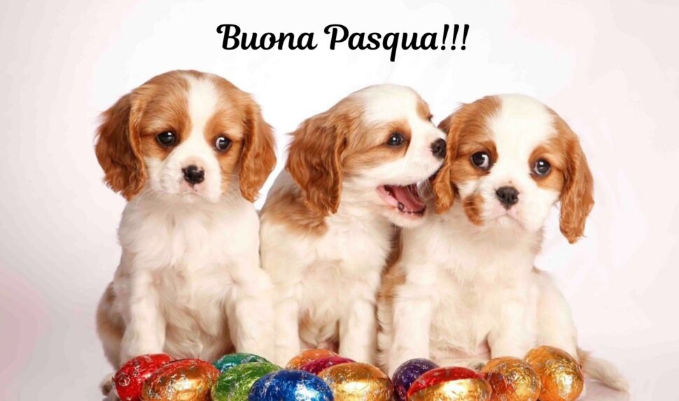 PROFESSIONE CANE: Pasqua a misura di Fido – Cioccolato? No grazie!