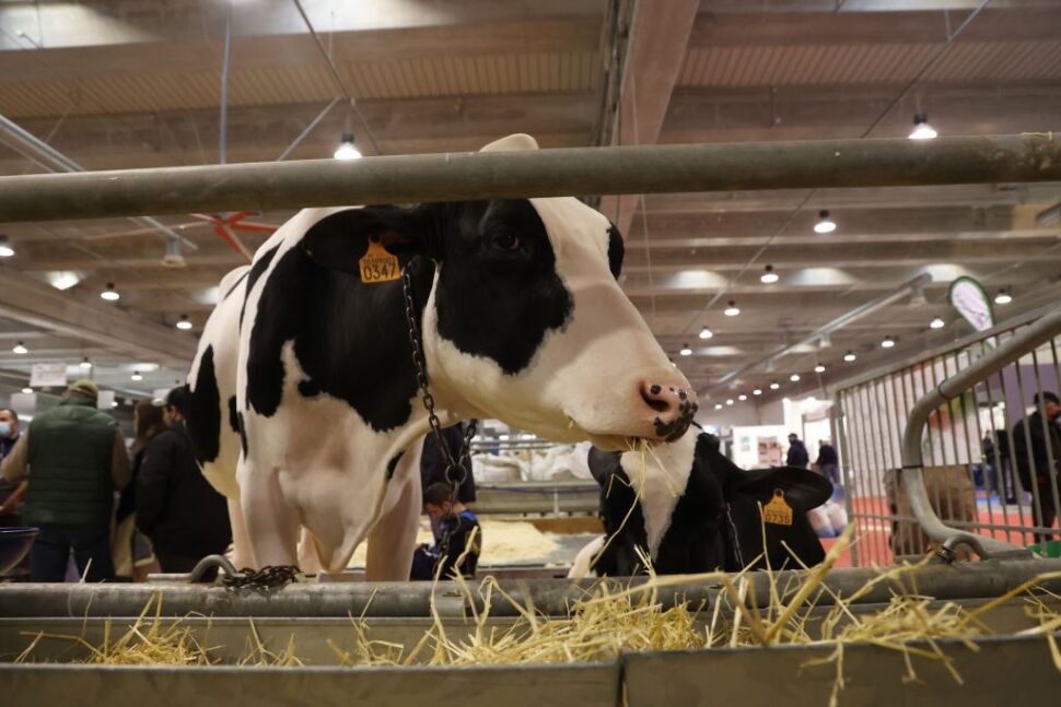 Cremona Fiere Zootecniche, adesioni record per la 77esima edizione. Allevamenti lombardi in testa