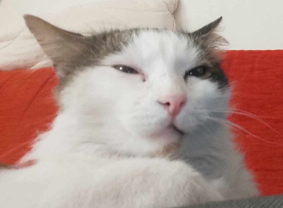 Quando fa freddo, hai sonno e ti tocca andare a lavorare e pensi che i gatti hanno vinto