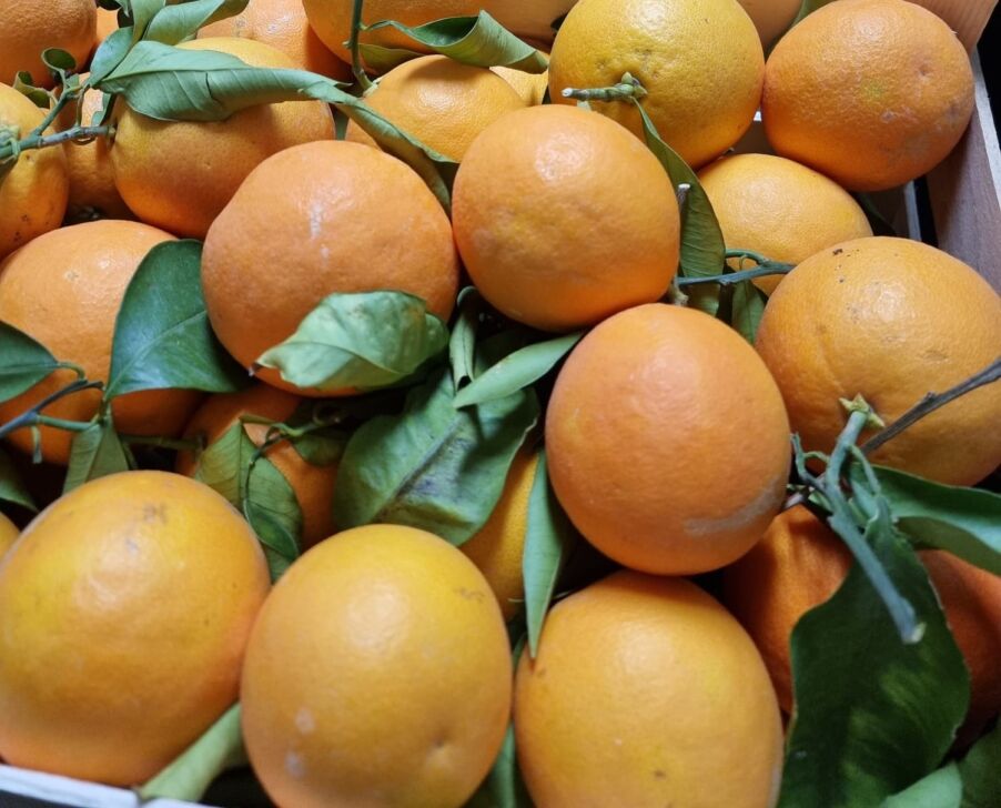 Promozione C. Filippo Cutrona, un pres con la passione dell’agricoltura biologica